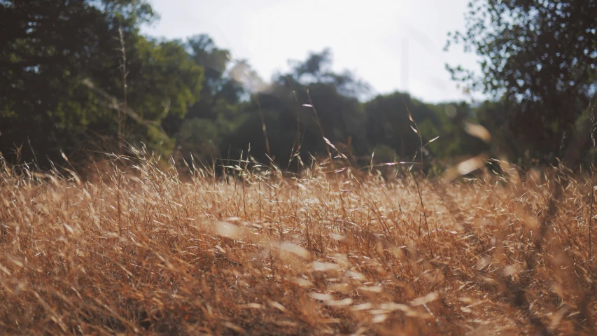 there is grass and trees in the background