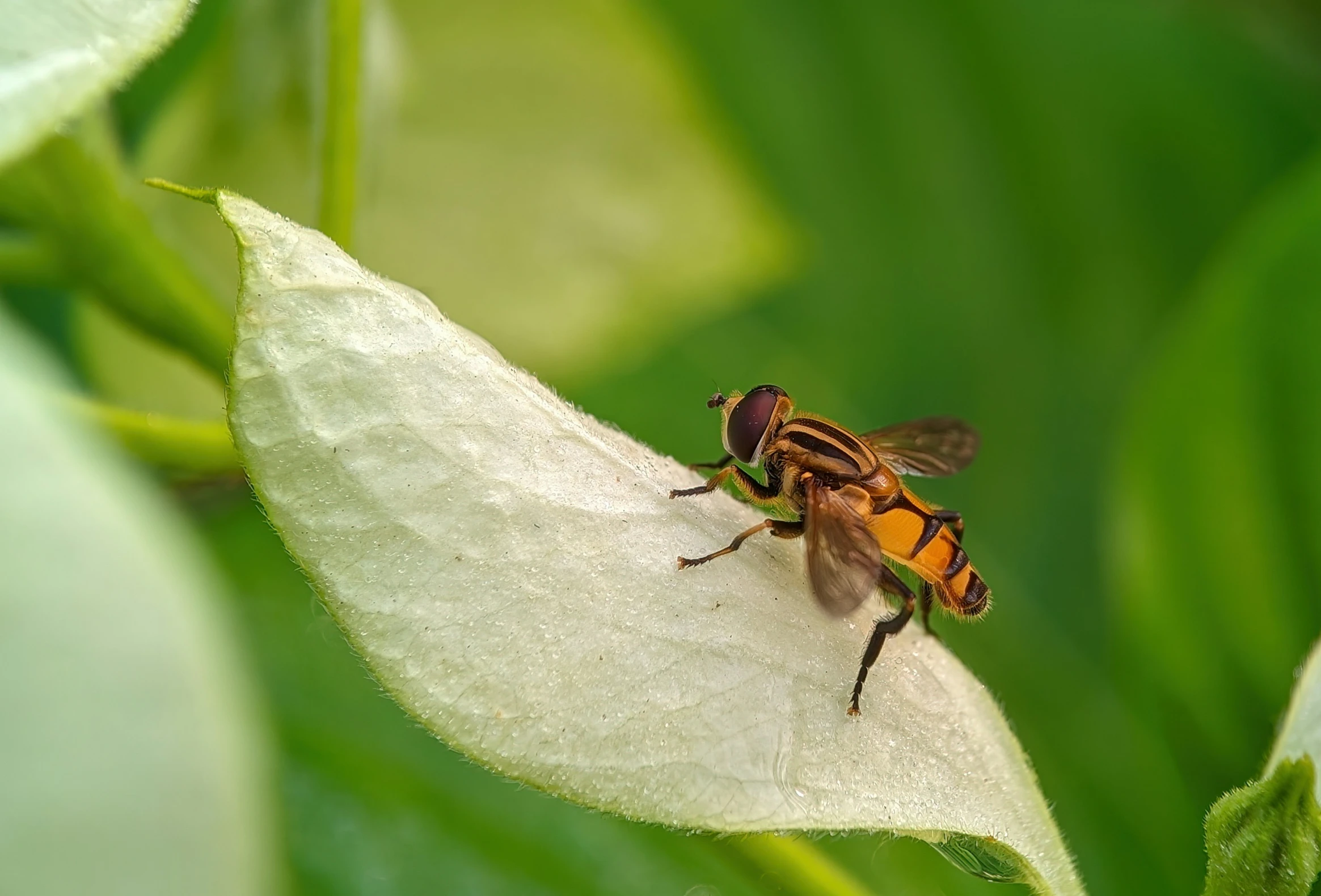 a fly sitting on top of a white leaf