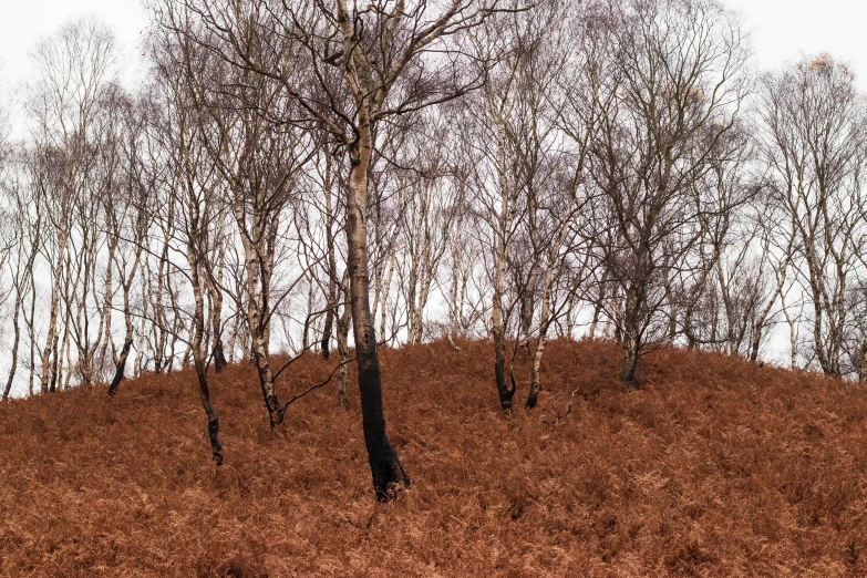 there are trees that are on top of a hill