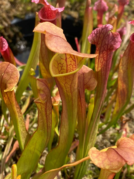 a pitcher plant with a heart and red flower