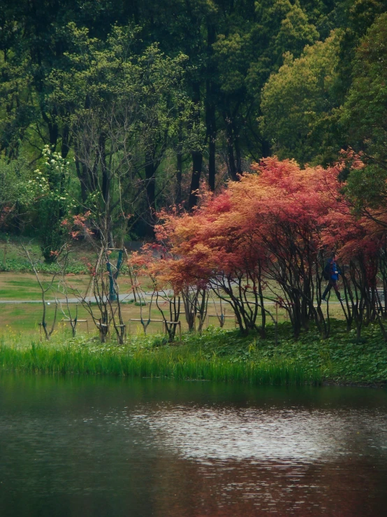 trees on the edge of a large body of water