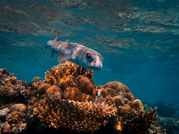 a grey seal looks at soing off the seabed