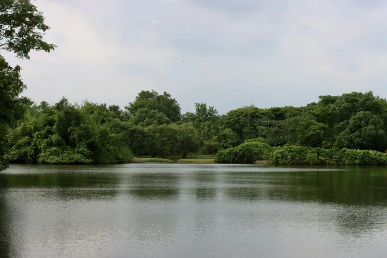 the lake with many bushes is surrounded by green trees