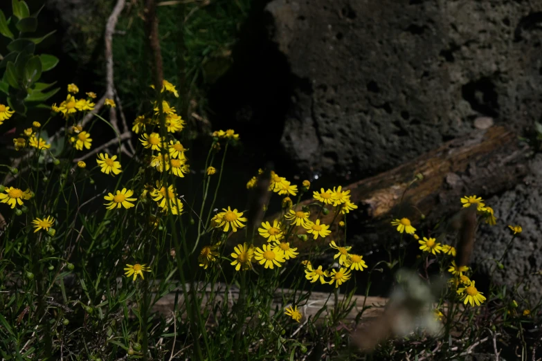 the yellow flowers have been blooming beside a rock