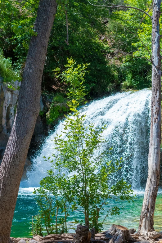 there is a lush green forest with a waterfall