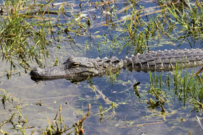 an alligator in the water with grass and weeds around it