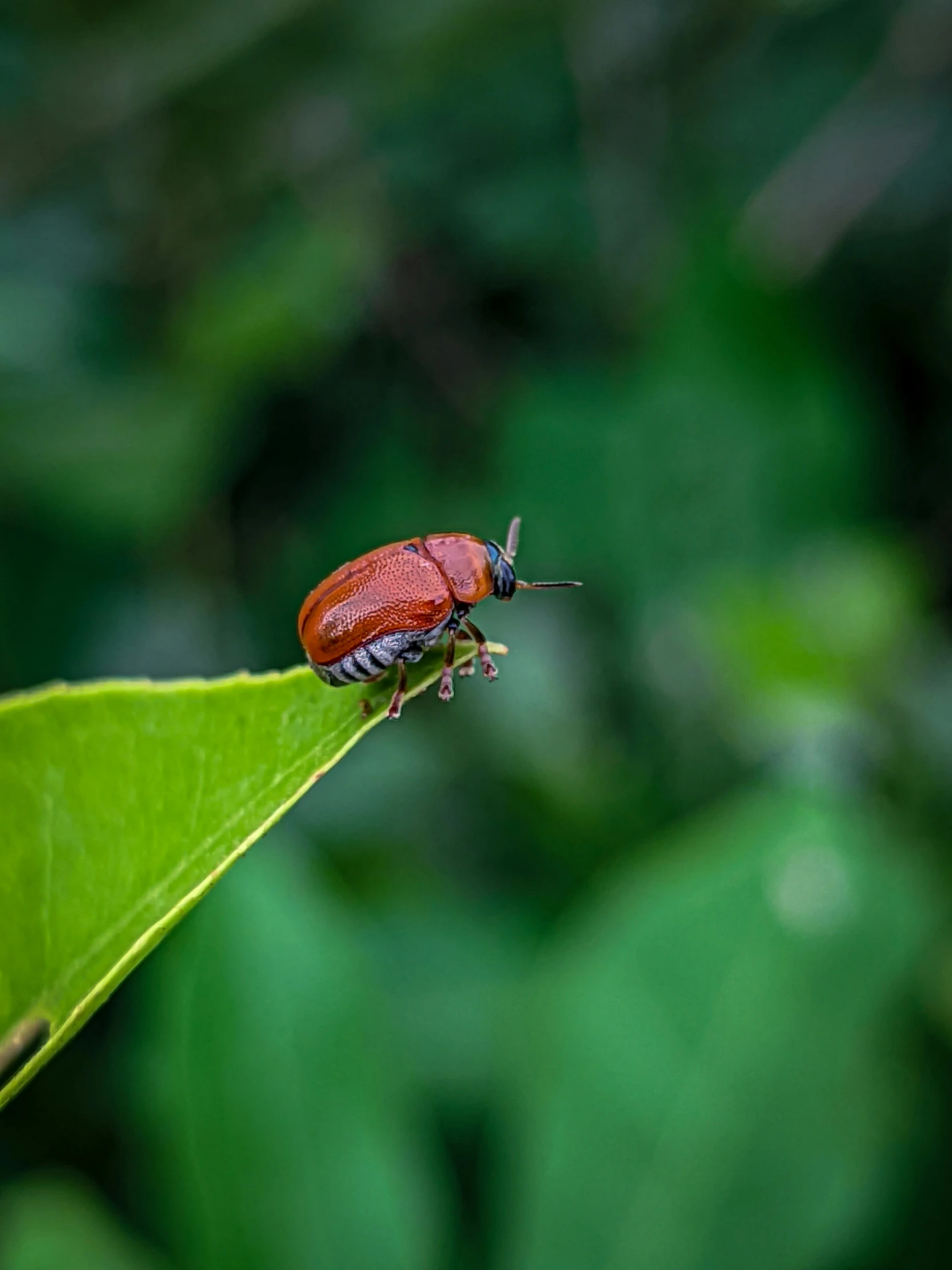 a red beetle sitting on top of a green leaf