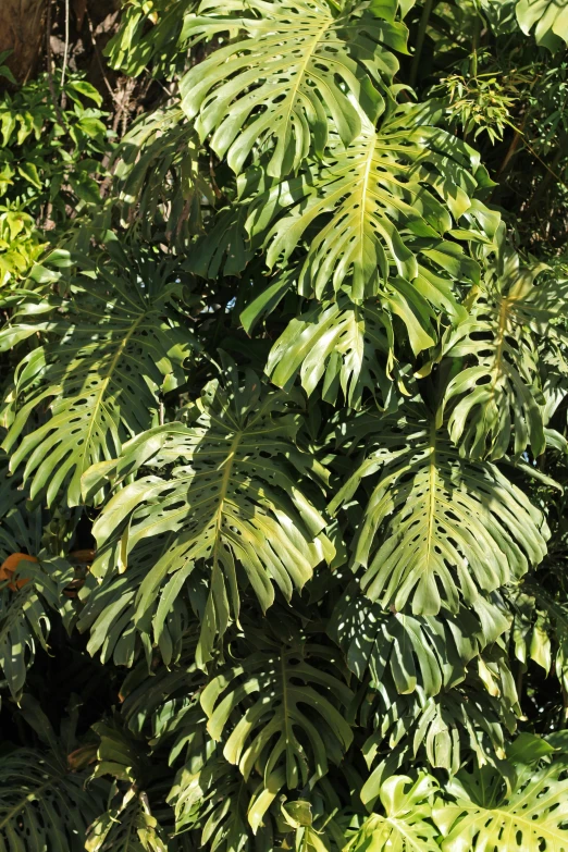 green leaves are in the middle of a lush garden