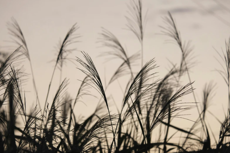 a bird flying through the sky, surrounded by tall grass