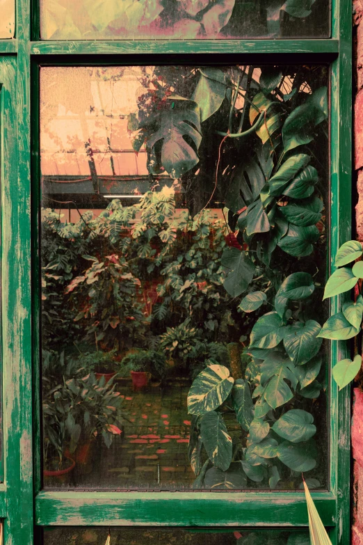an old window shows a garden filled with plants