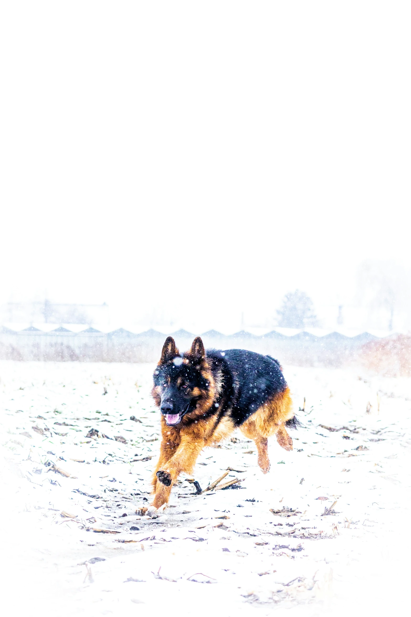 a german shepard dog is running in the snow