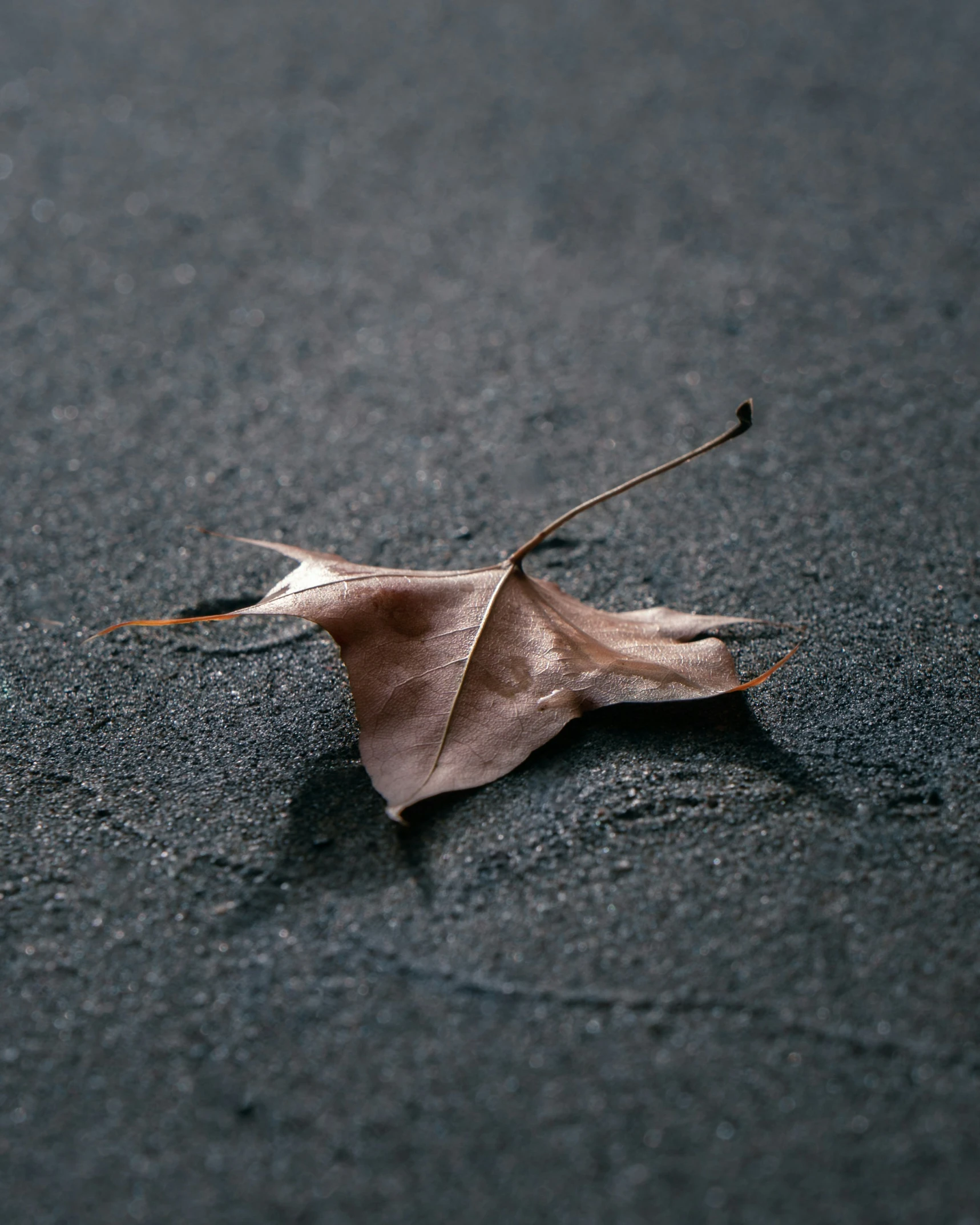 a dead leaf lays on asphalt in the evening