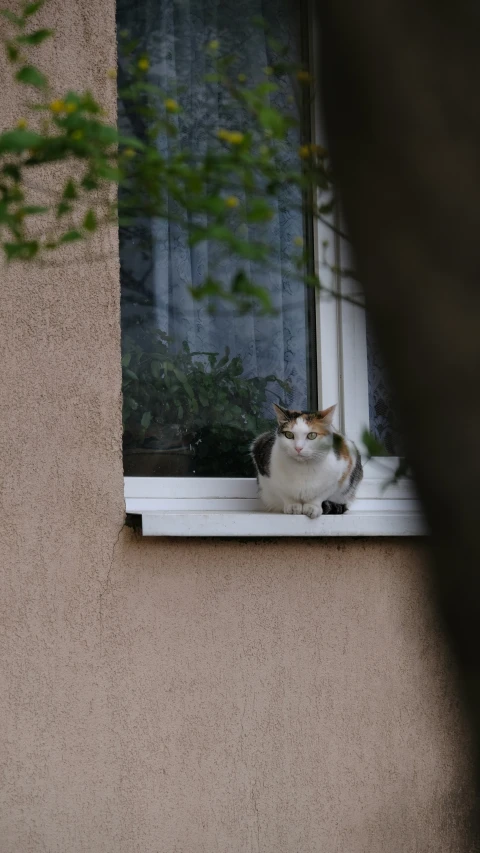a cat sitting in the window sill of a house