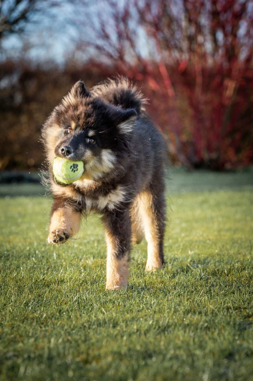 a brown dog running in grass holding an apple