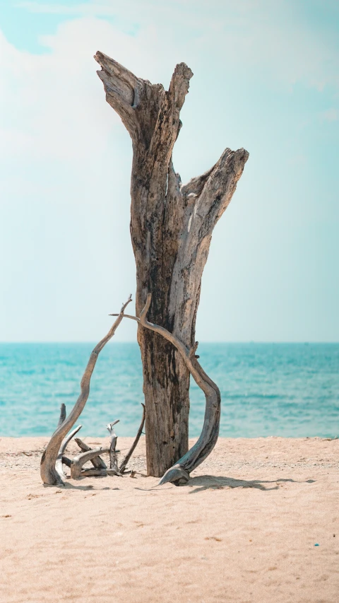 an old tree trunk on the beach of a lake