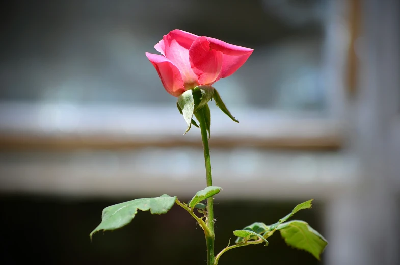 a pink rose budding on top of a green stem