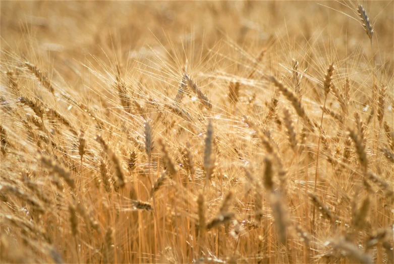 a large field with grass in the foreground