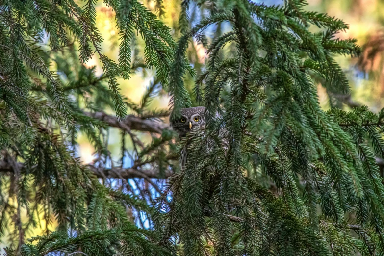 a brown owl sitting in a pine tree