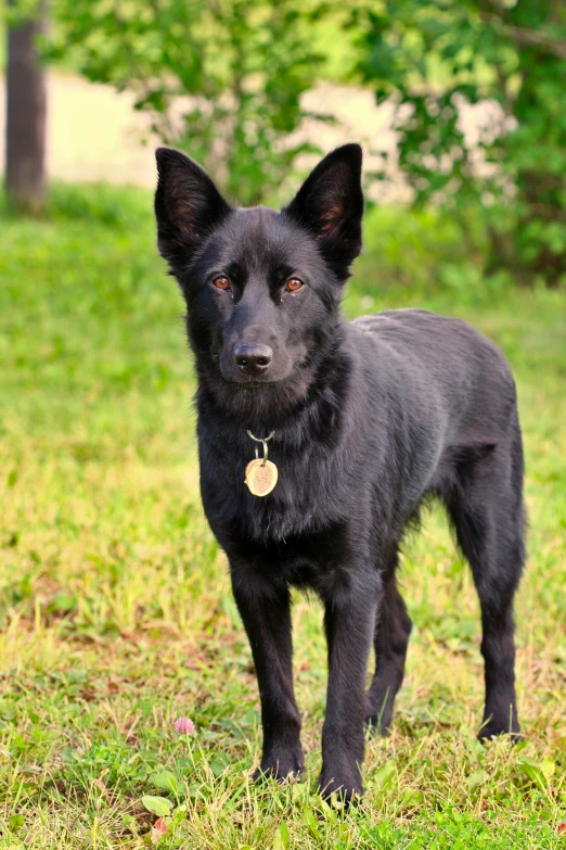 a black dog is standing on the grass in a yard