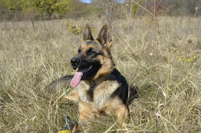 the german shepard is playing with his ball