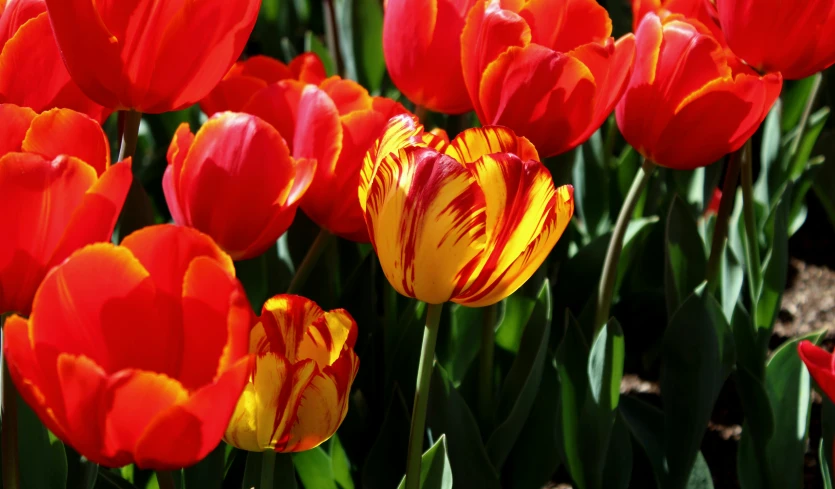 many bright orange and yellow flowers growing in the sun
