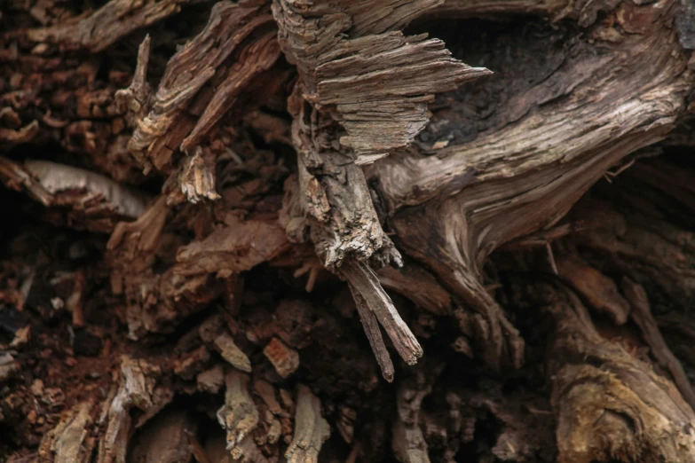 close up of old and weathered tree limbs