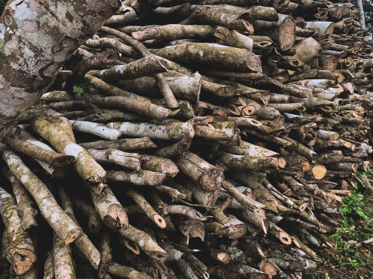 an uprooted pile of logs is shown