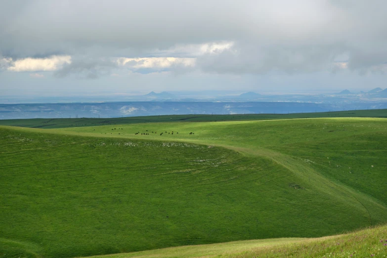 a vast field with some animals grazing