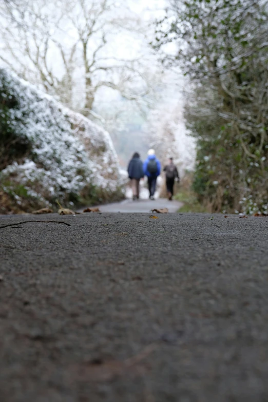 people walking on a path with trees and snow