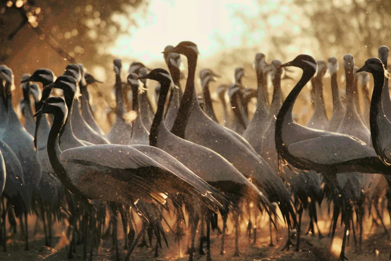 this is an image of a flock of birds