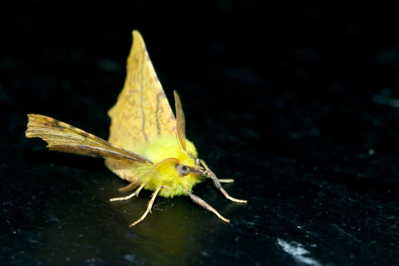 a moth on a black surface with its wings spread