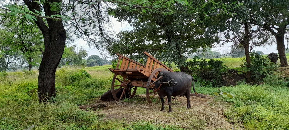 a cow standing in a field next to some trees