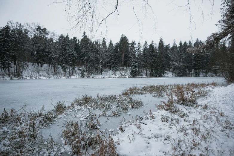 snowy woods next to a frozen lake with snow