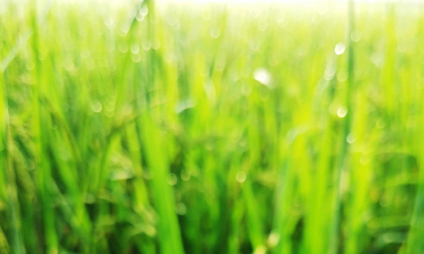 grass blowing in the wind and dew on it