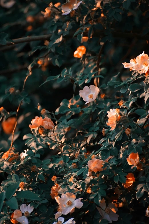 orange and white flowers in a tree with green leaves