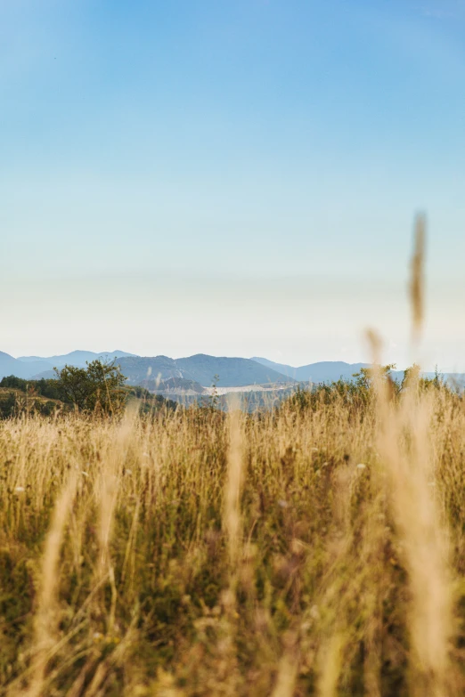 the ze is walking on tall grass with mountain in the distance