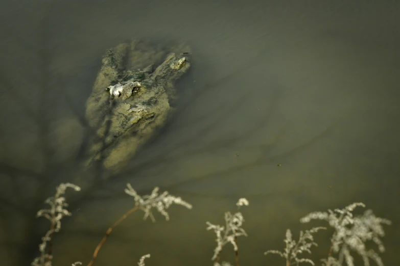 the water is really murky and dirty