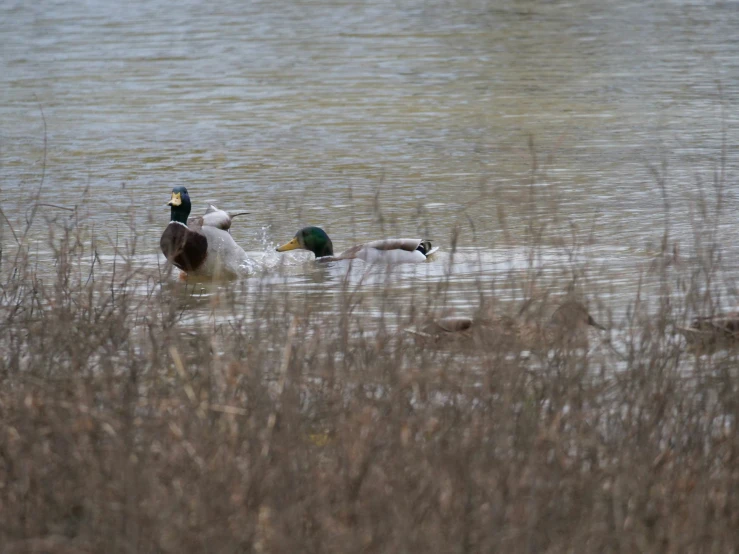 a couple of ducks swimming in a river