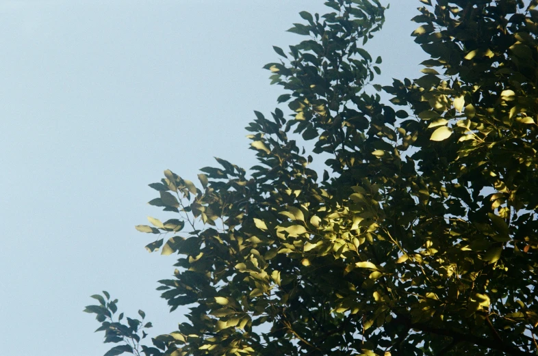 green leaves and blue sky seen through the trees