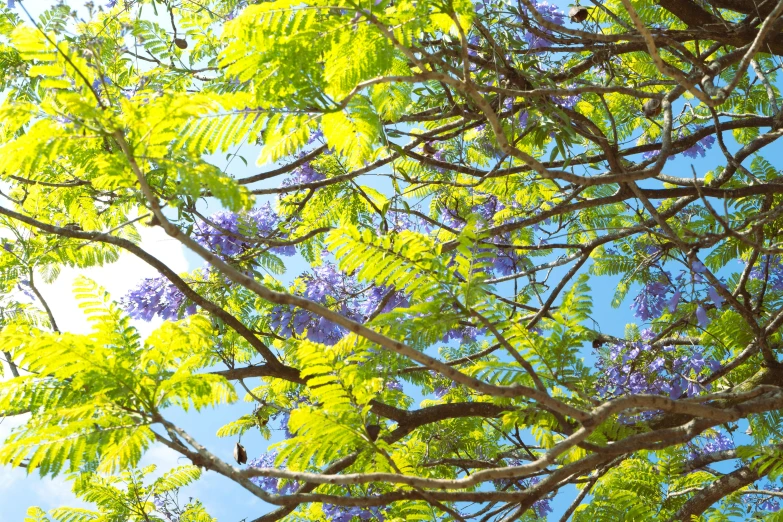 tree nches with purple flowers growing below on sunny day