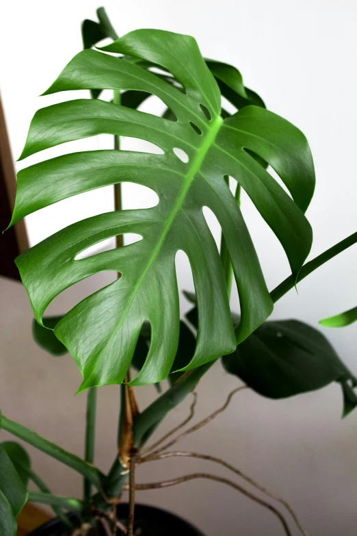 the large green leaf is on top of the plant