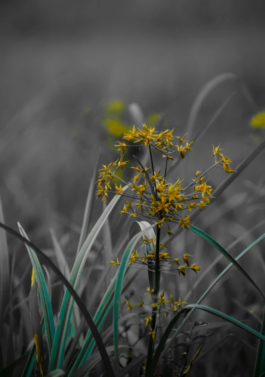 a small yellow flower in the middle of a grassy area