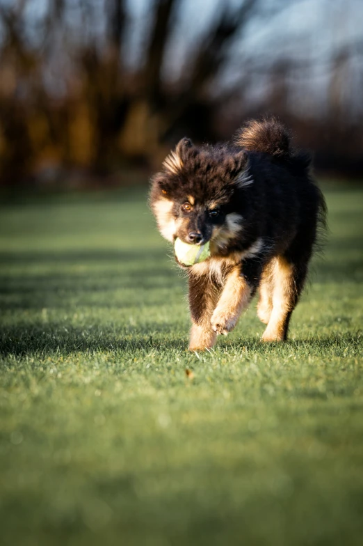 a small dog carrying a tennis ball on its back legs