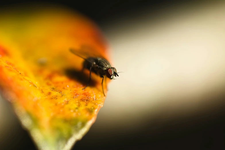 there are two flies on a leaf