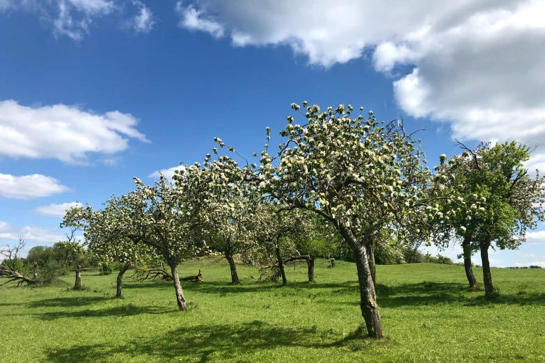 trees with fruit in an open area near the road