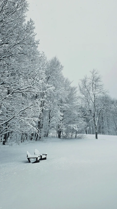 snowy day in a park with lots of trees and benches