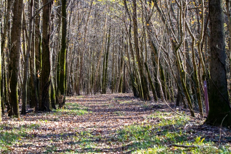 an image of a pathway in the woods