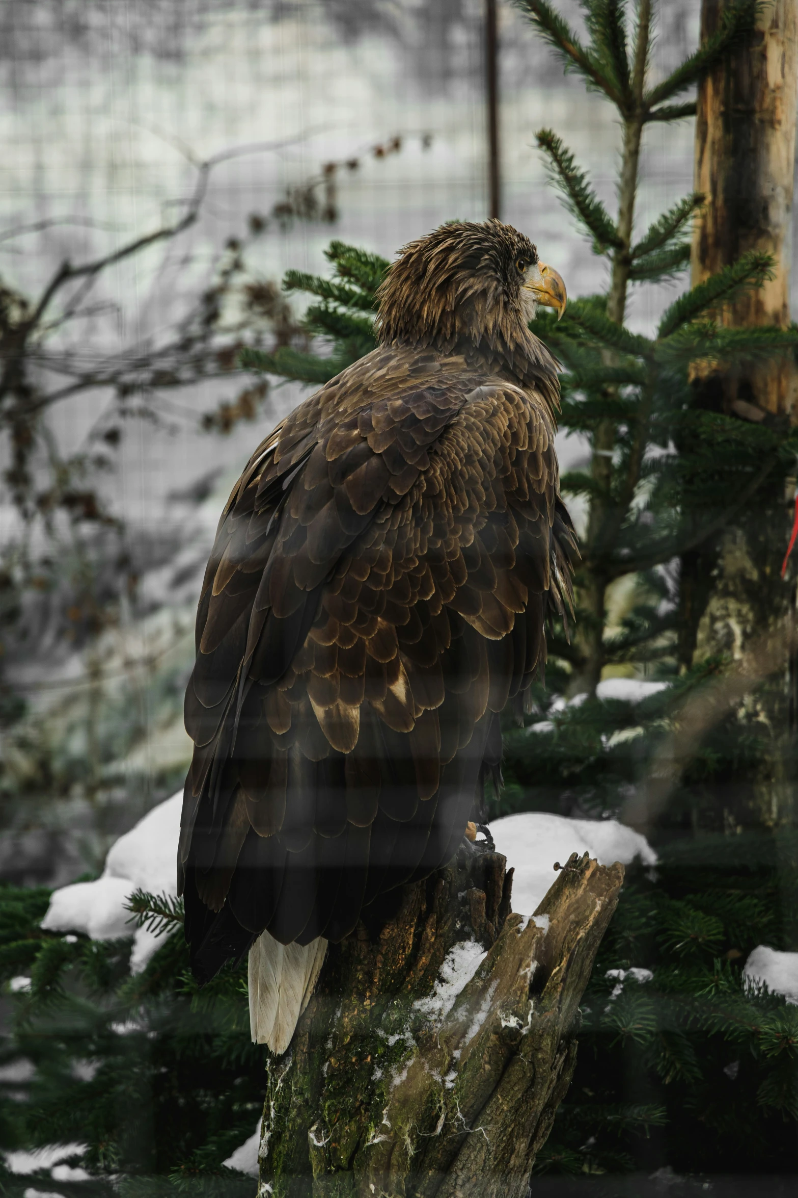 a bird that is standing in the snow