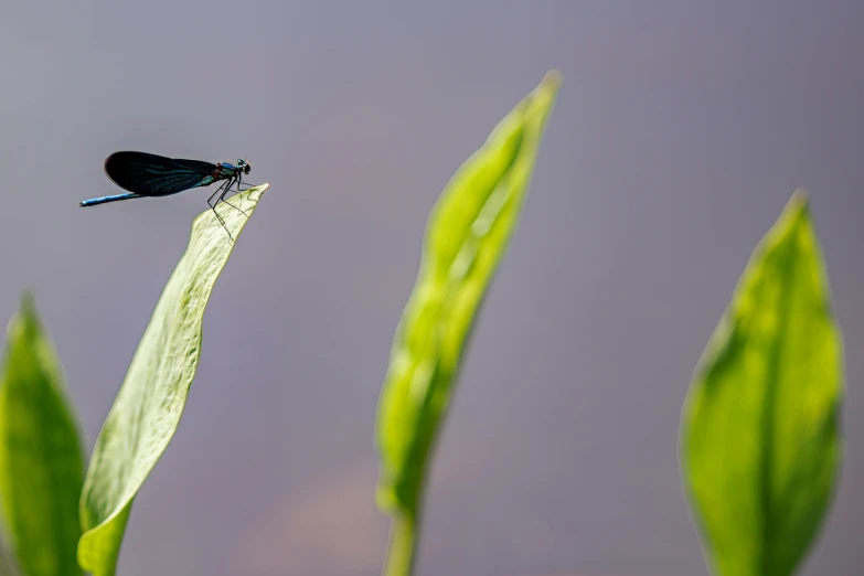 a dragon flys over a stalk of grass