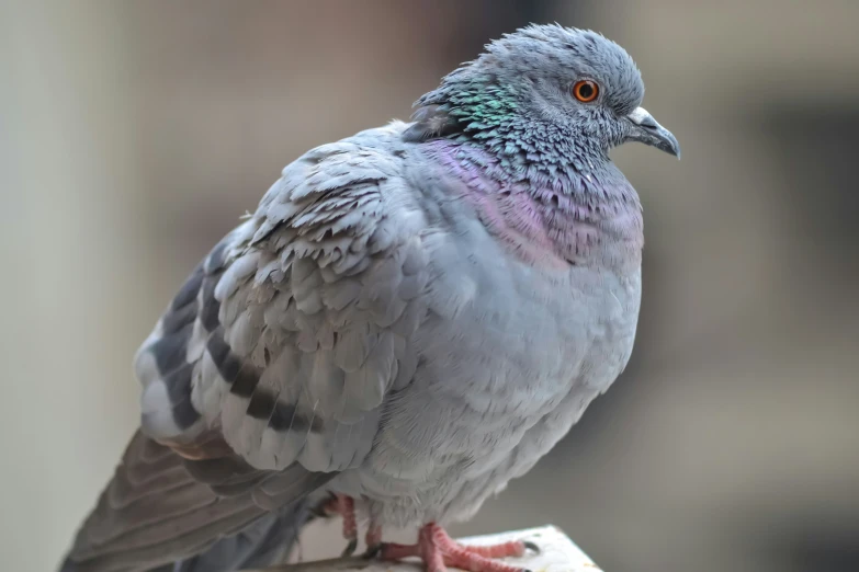 a close up of a bird on a post